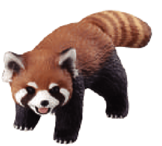 レッサーパンダ