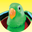 エディ(オオハナインコ)