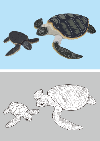 アオウミガメ