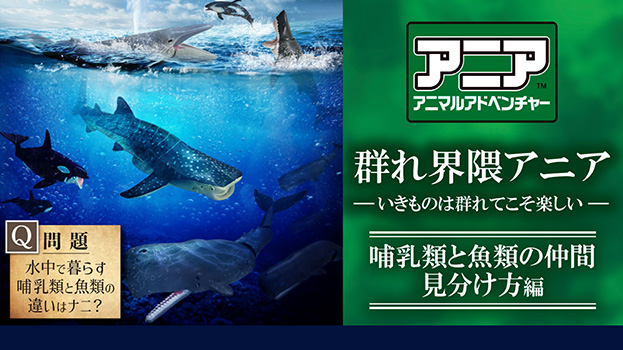 群れ界隈アニア
