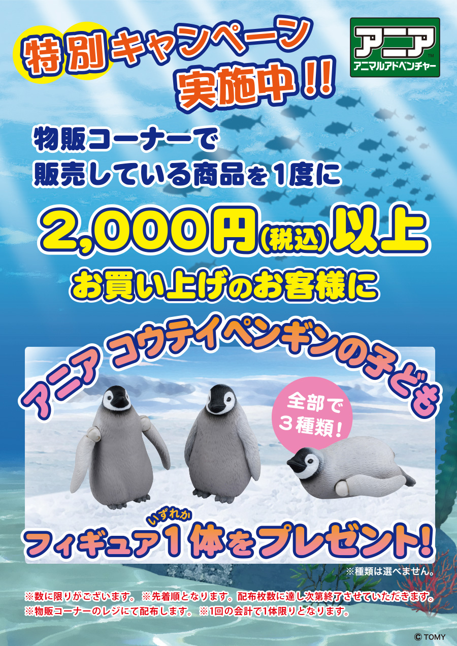 すみだ水族館物販コーナーでお買い上げのお客様に「アニア コウテイペンギンの子ども」プレゼント！！