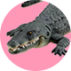 ゲーム