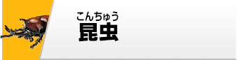 昆虫フィギュア