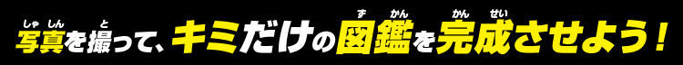 写真を撮って、キミだけの図鑑を完成させよう！